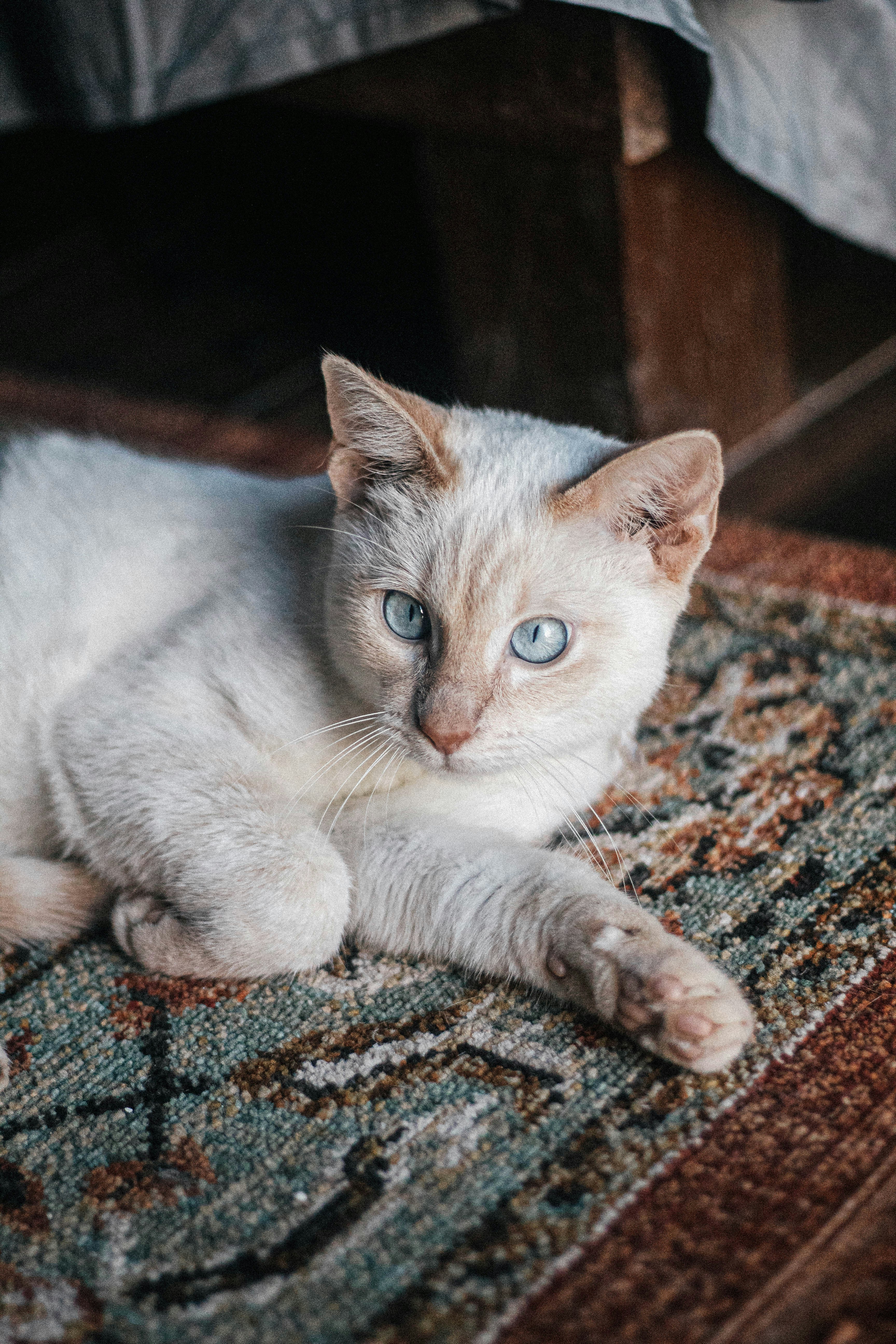 a white cat with blue eyes laying on a rug