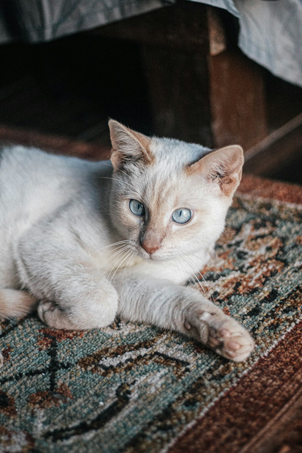 a white cat with blue eyes laying on a rug