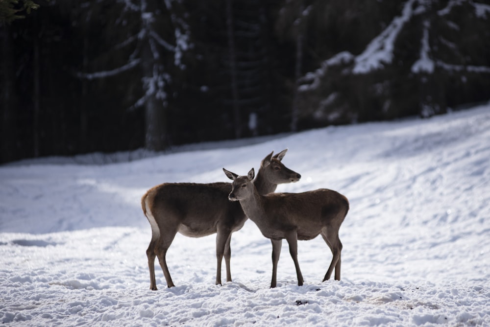 two deer standing next to each other in the snow