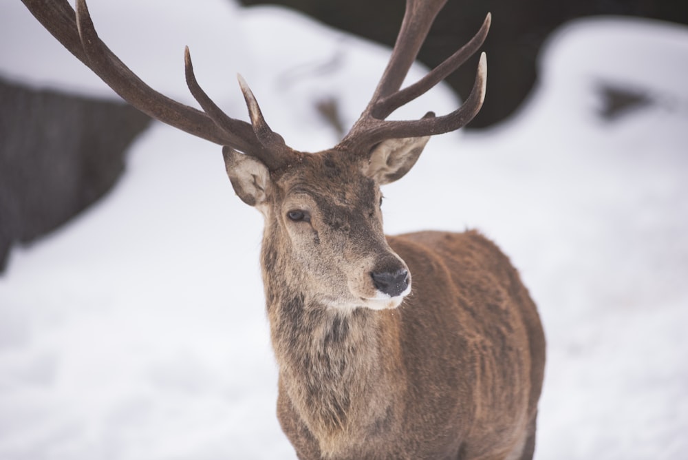 a close up of a deer in the snow