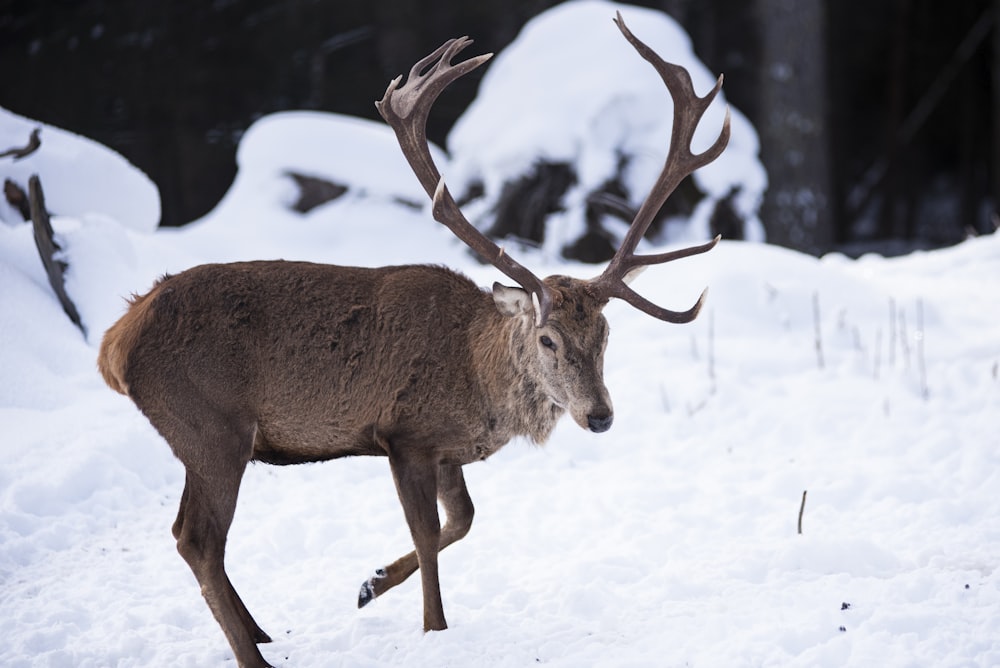 a deer with antlers walking through the snow