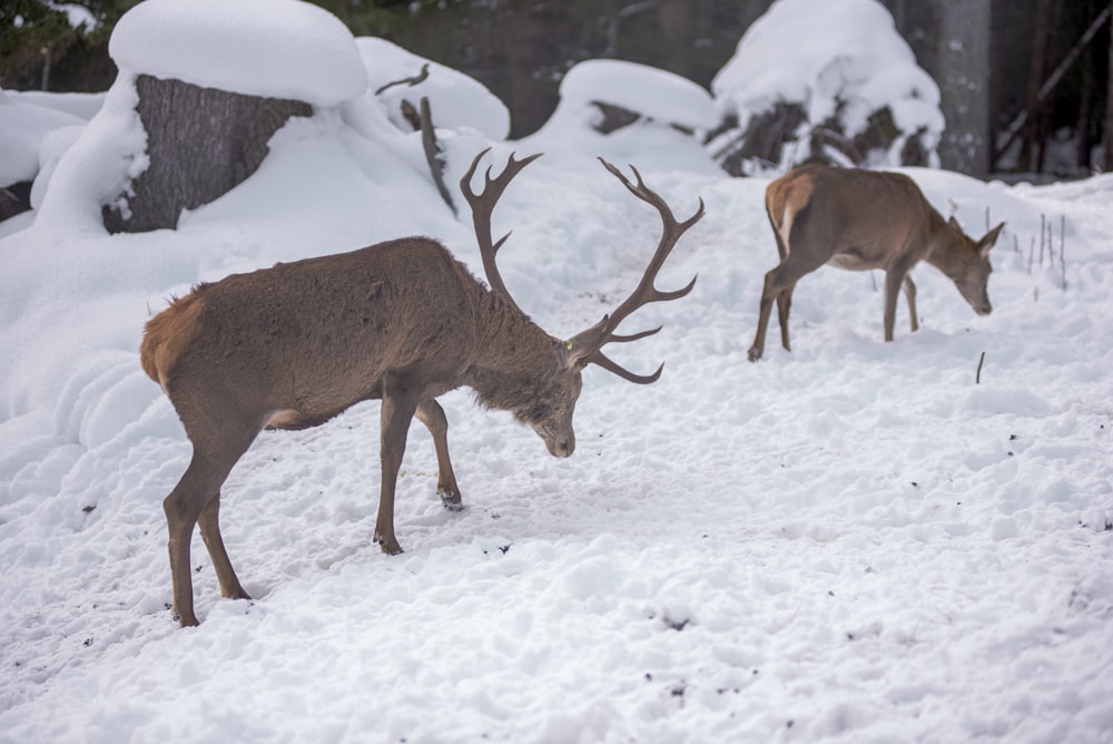 a couple of deer standing on top of a snow covered field