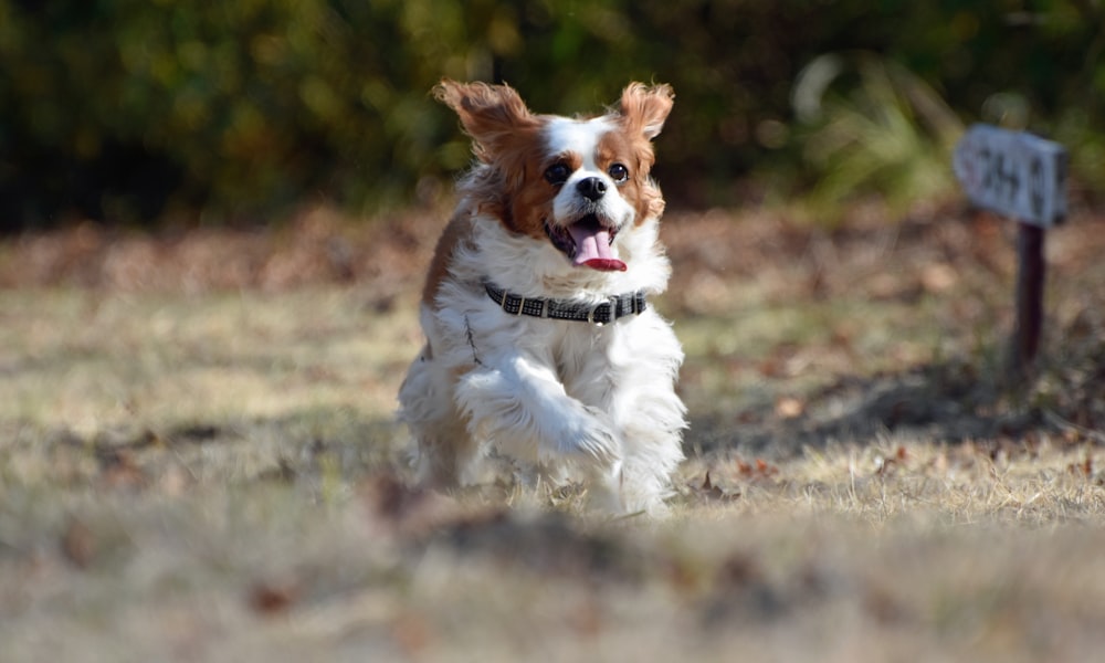 a brown and white dog running across a field