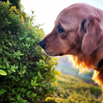 A curious golden retriever sniffing a blooming flower in a sunlit garden.