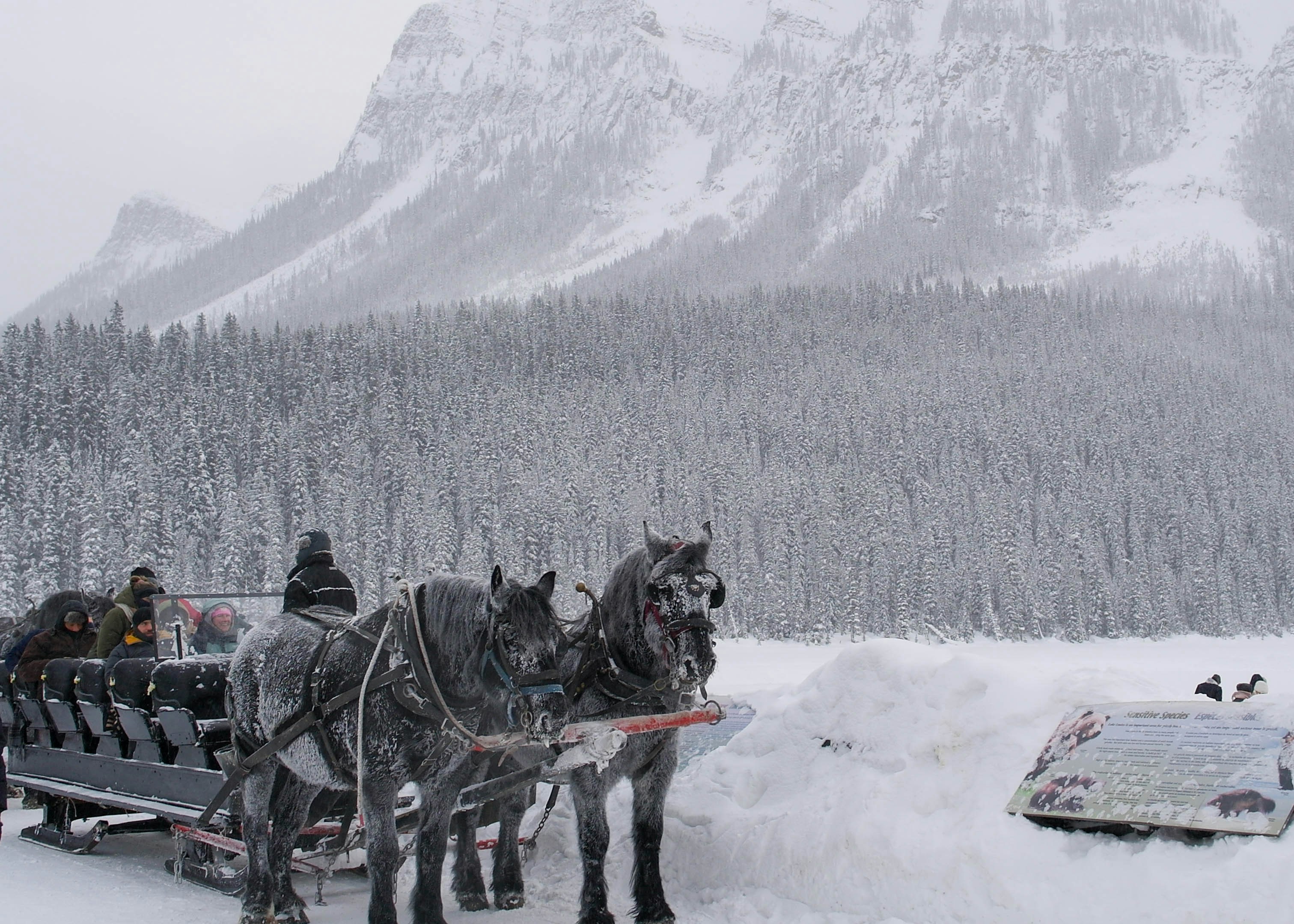 two horses pulling a sleigh in the snow