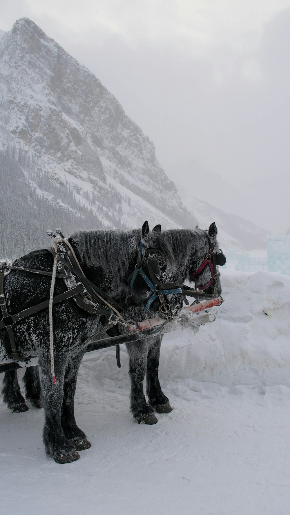 two black horses pulling a sleigh in the snow