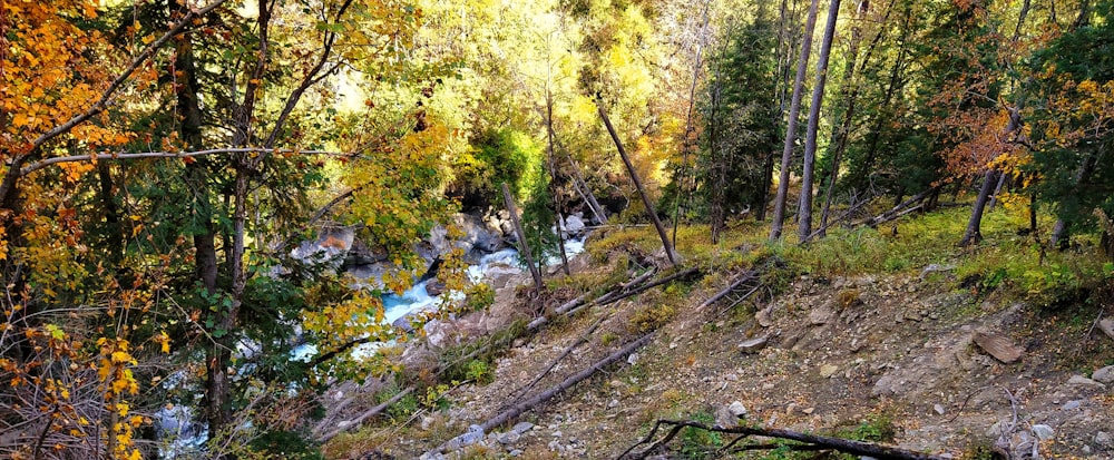 a river running through a forest filled with lots of trees