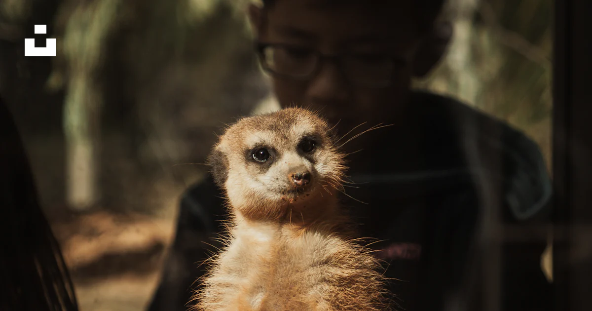 Cat Meerkating A small meerkat standing on its hind legs photo β Free Cat Image on ...