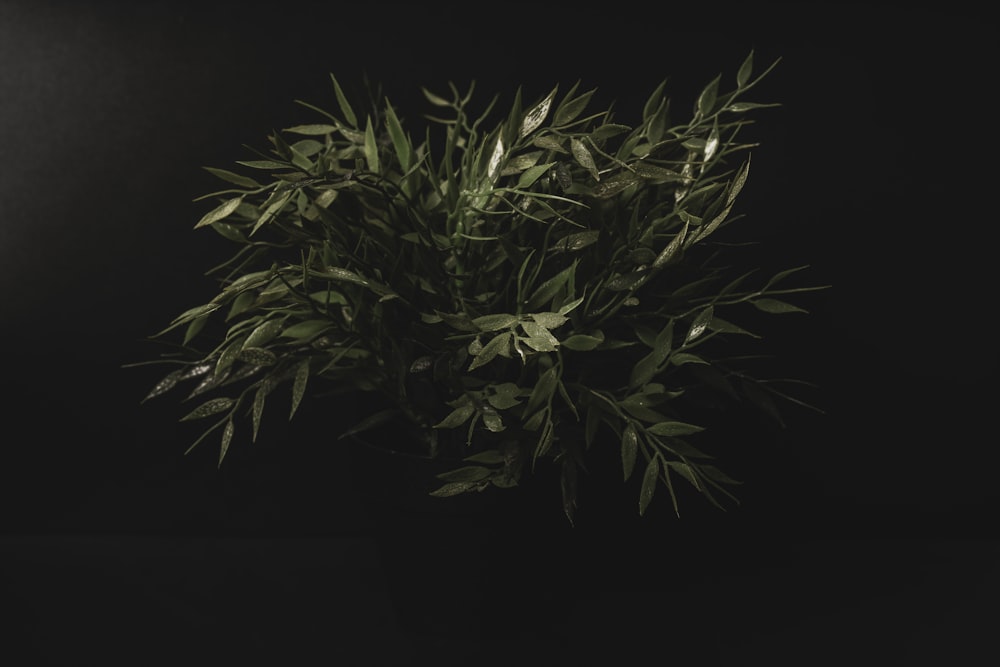 a plant with green leaves in a black vase