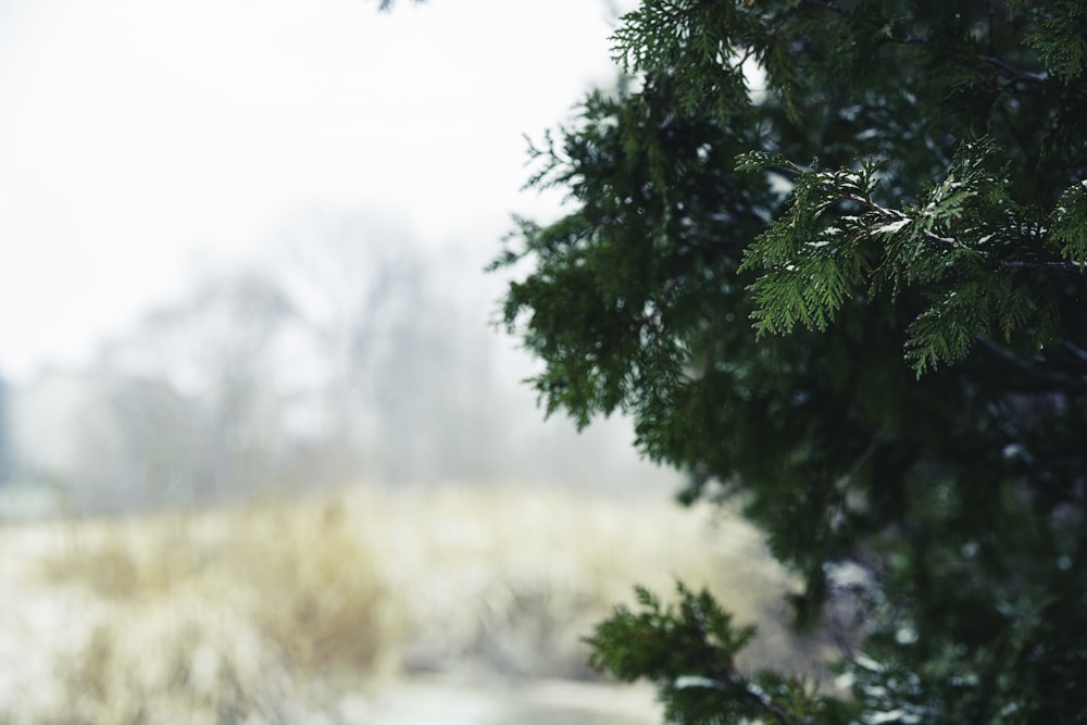 a close up of a tree with snow on it