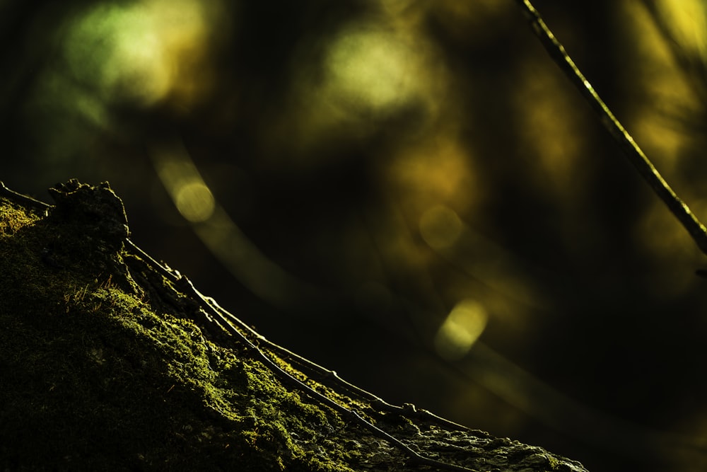 a bird perched on a tree branch in a forest