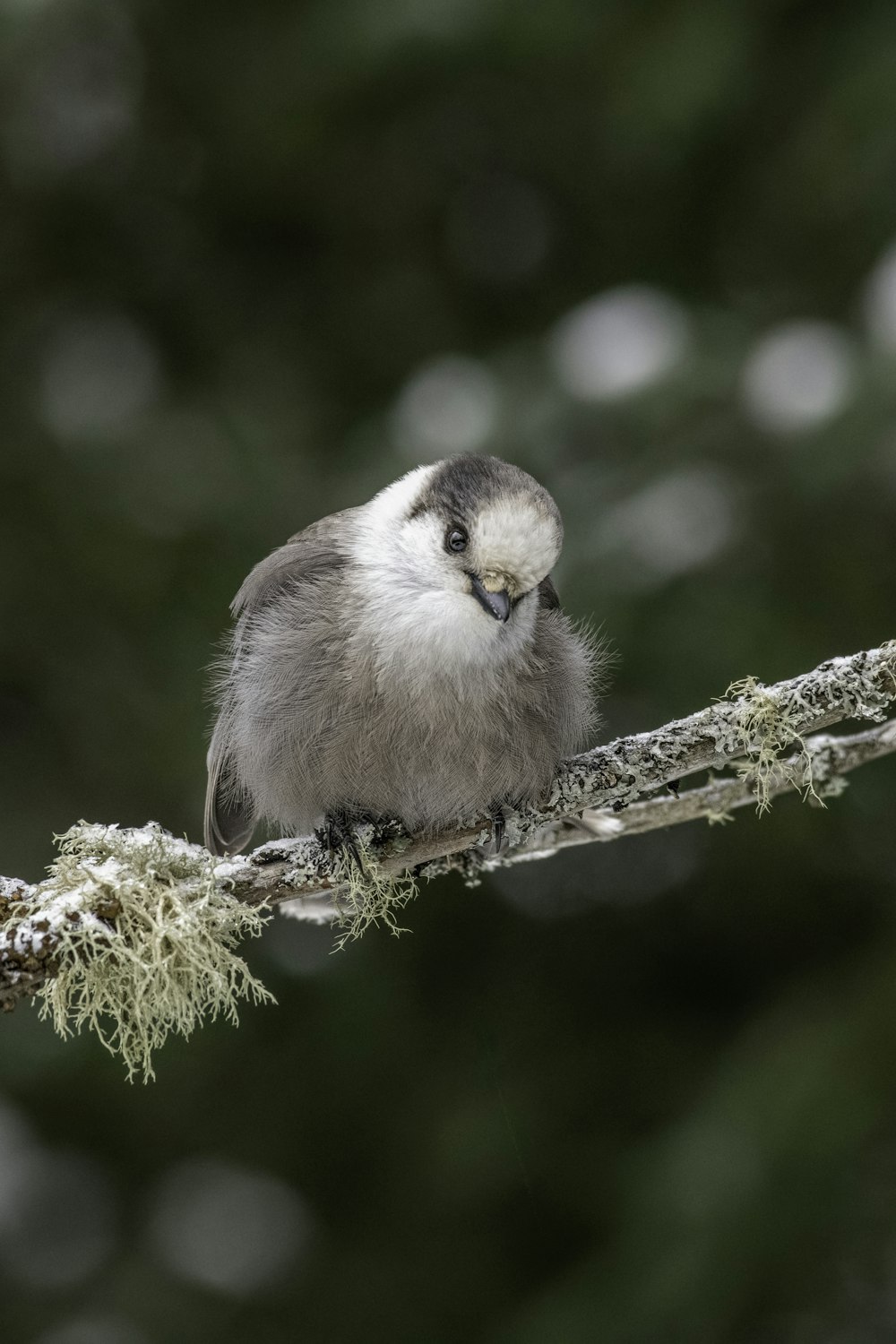 a small bird sitting on a tree branch