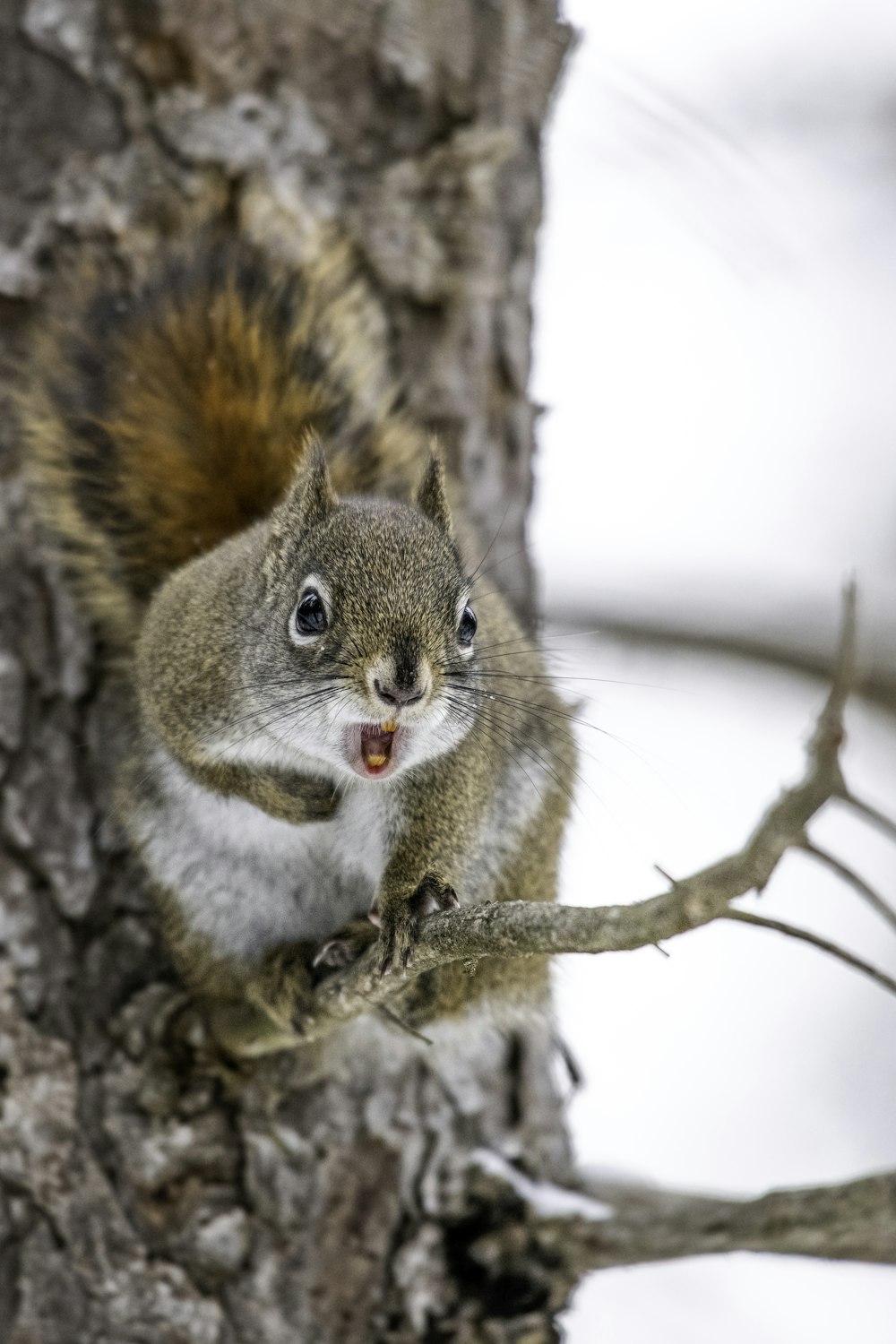 a squirrel sitting on a tree branch with its mouth open