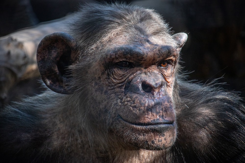 a close up of a chimpan face with a blurry background