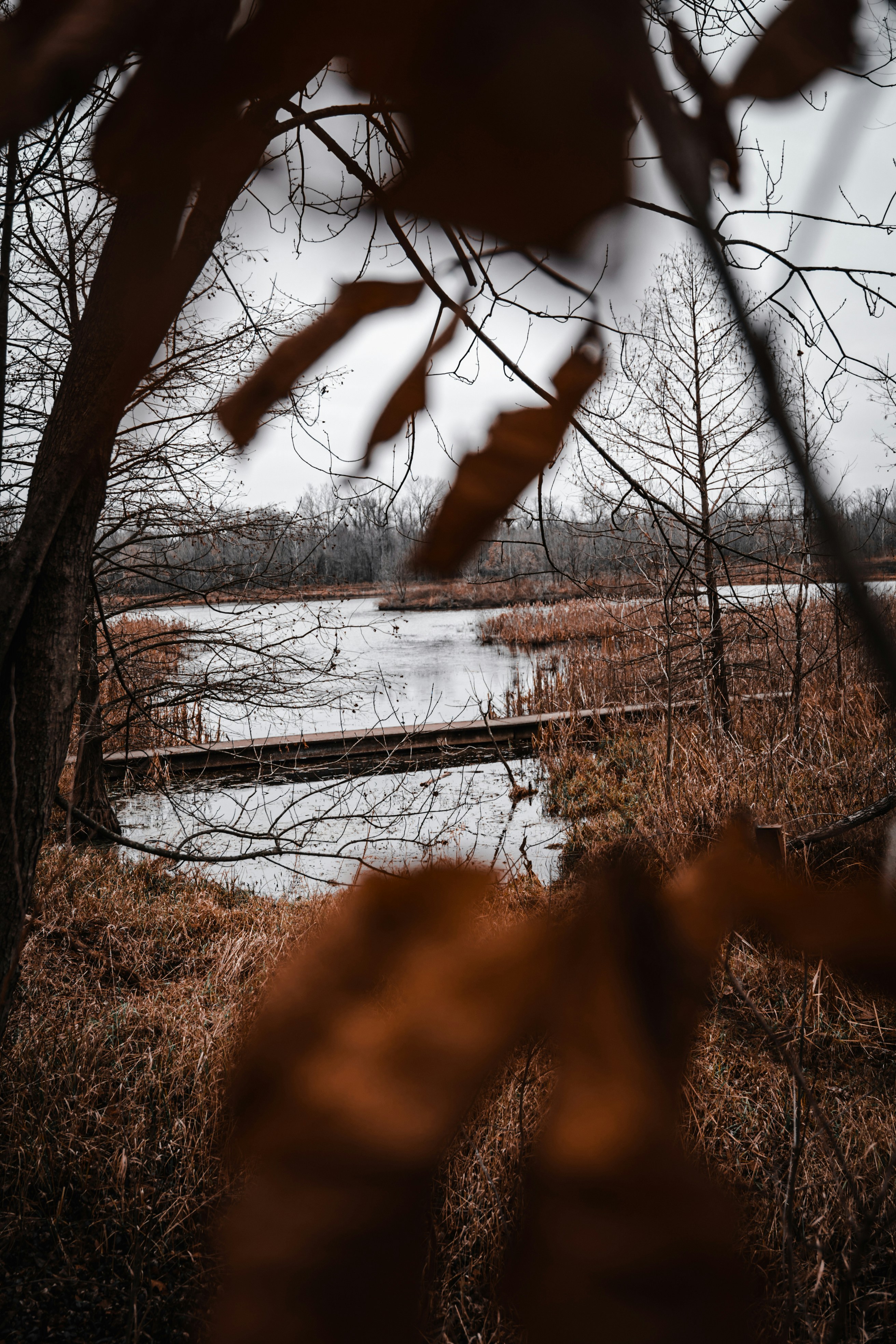 winter marsh landscape, wallpaper, Camping in Frozen Marshlands: A Comprehensive Guide 3