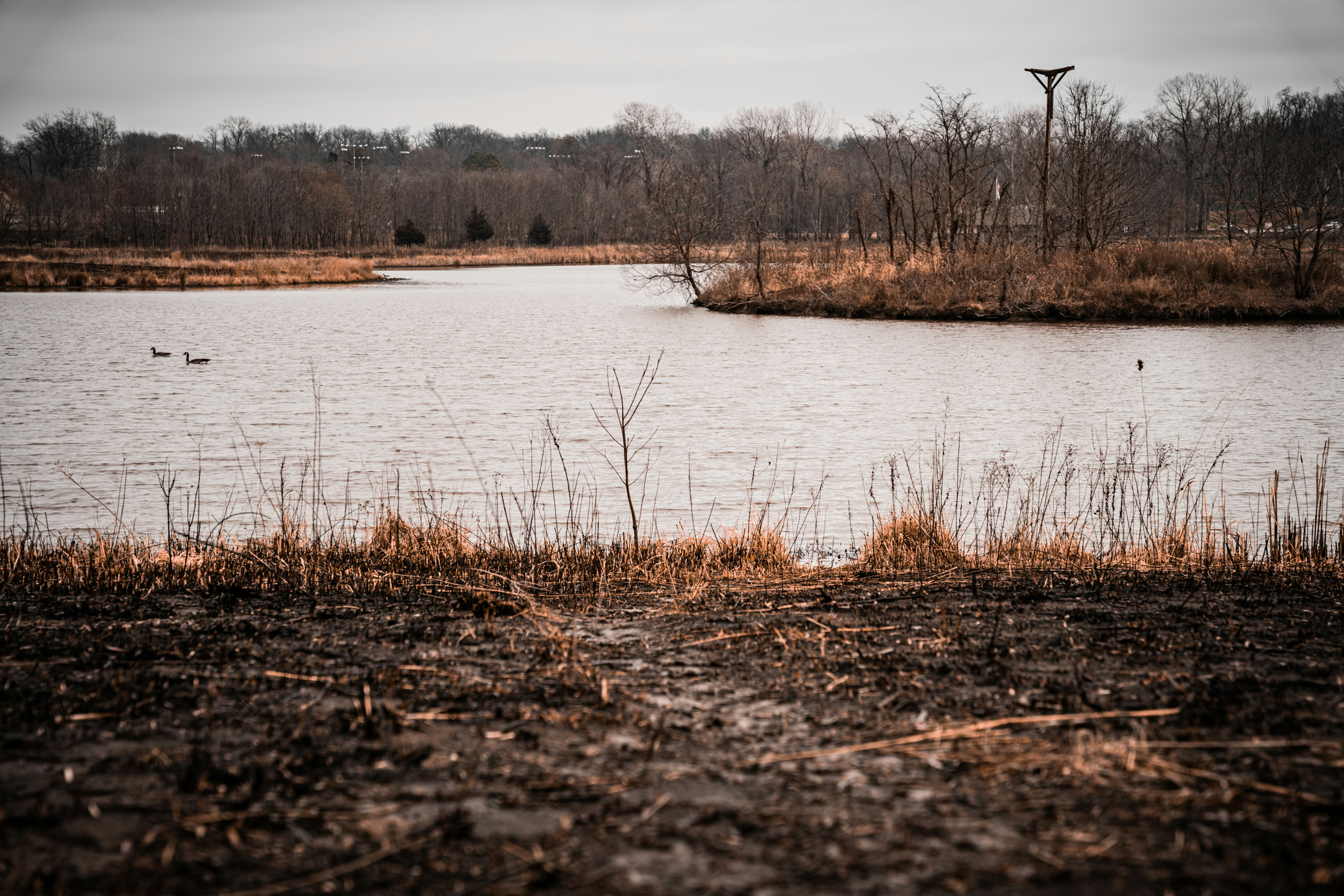 winter marsh landscape, wallpaper, Camping in Frozen Marshlands: A Comprehensive Guide 2