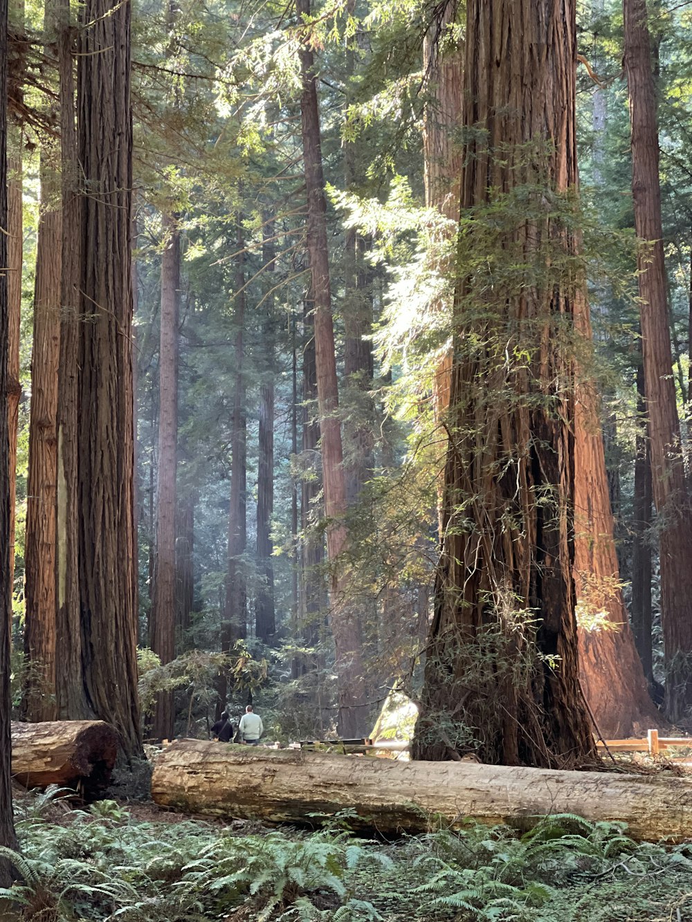 a forest filled with lots of tall trees