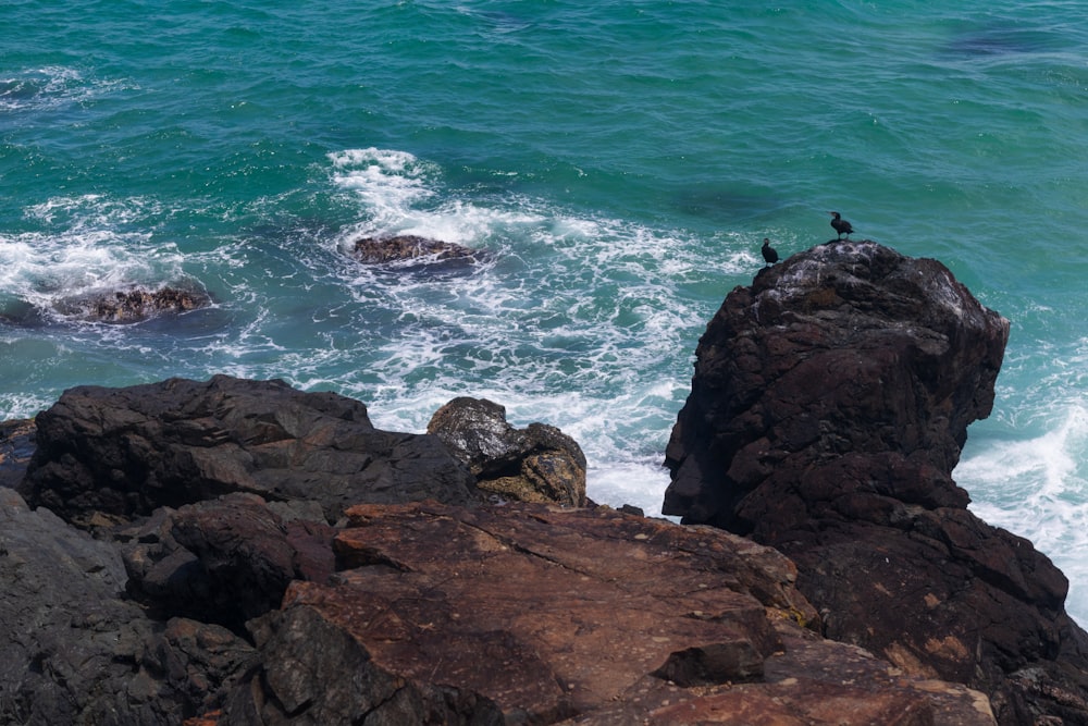 a bird sitting on a rock near the ocean