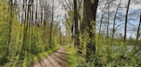 A peaceful forest path inviting exploration and self-discovery.
