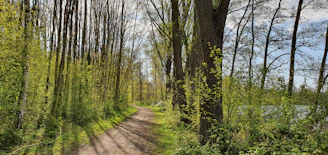 A serene forest path with sunlight filtering through tall trees, inviting adventure and reflection