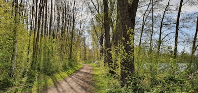 A peaceful forest path inviting exploration and self-discovery.