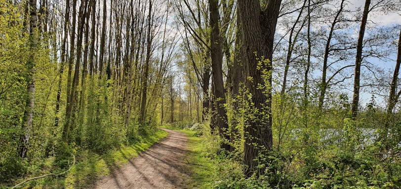 A serene forest path inviting exploration and reflection.