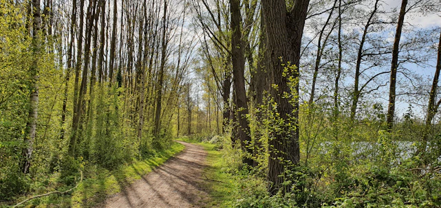 A serene forest path with sunlight filtering through tall trees, inviting adventure and reflection