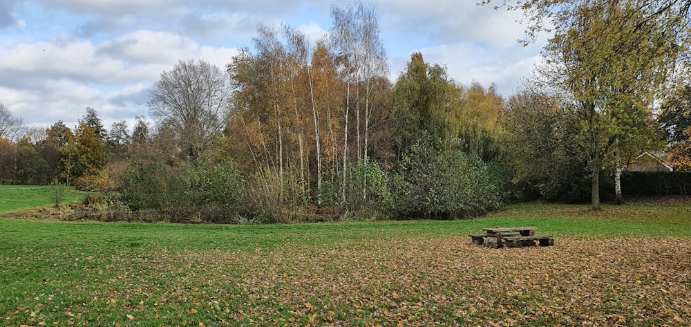 a park with a bench and trees in the background