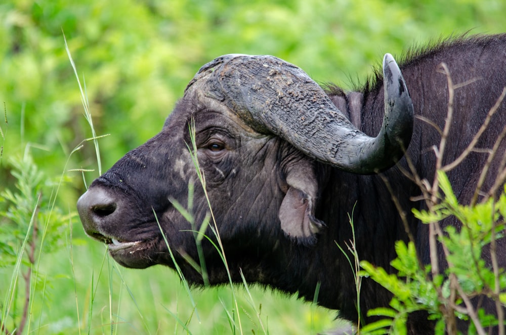 a bull with a large horn standing in tall grass