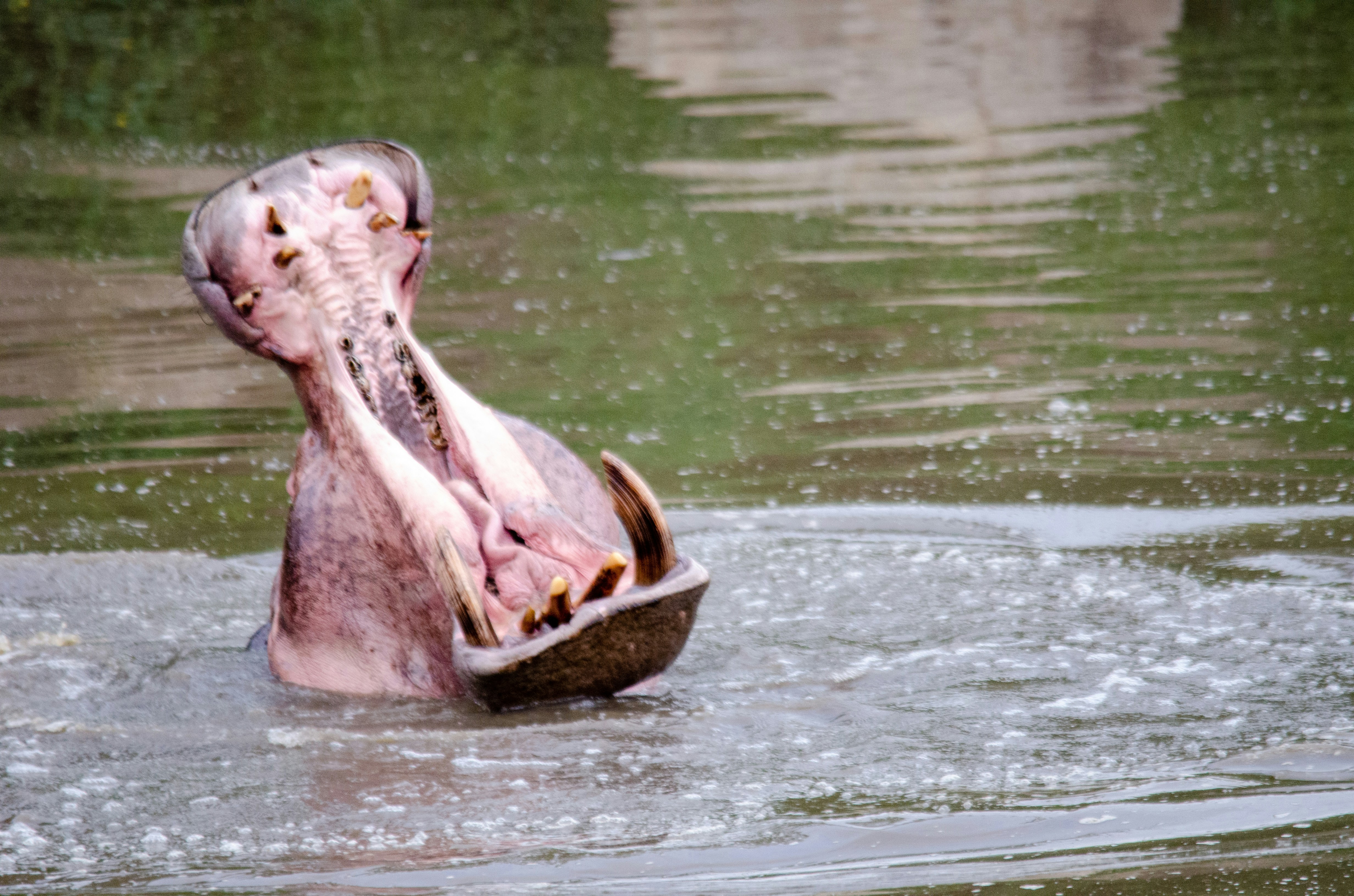 a hippopotamus in a body of water with its mouth open