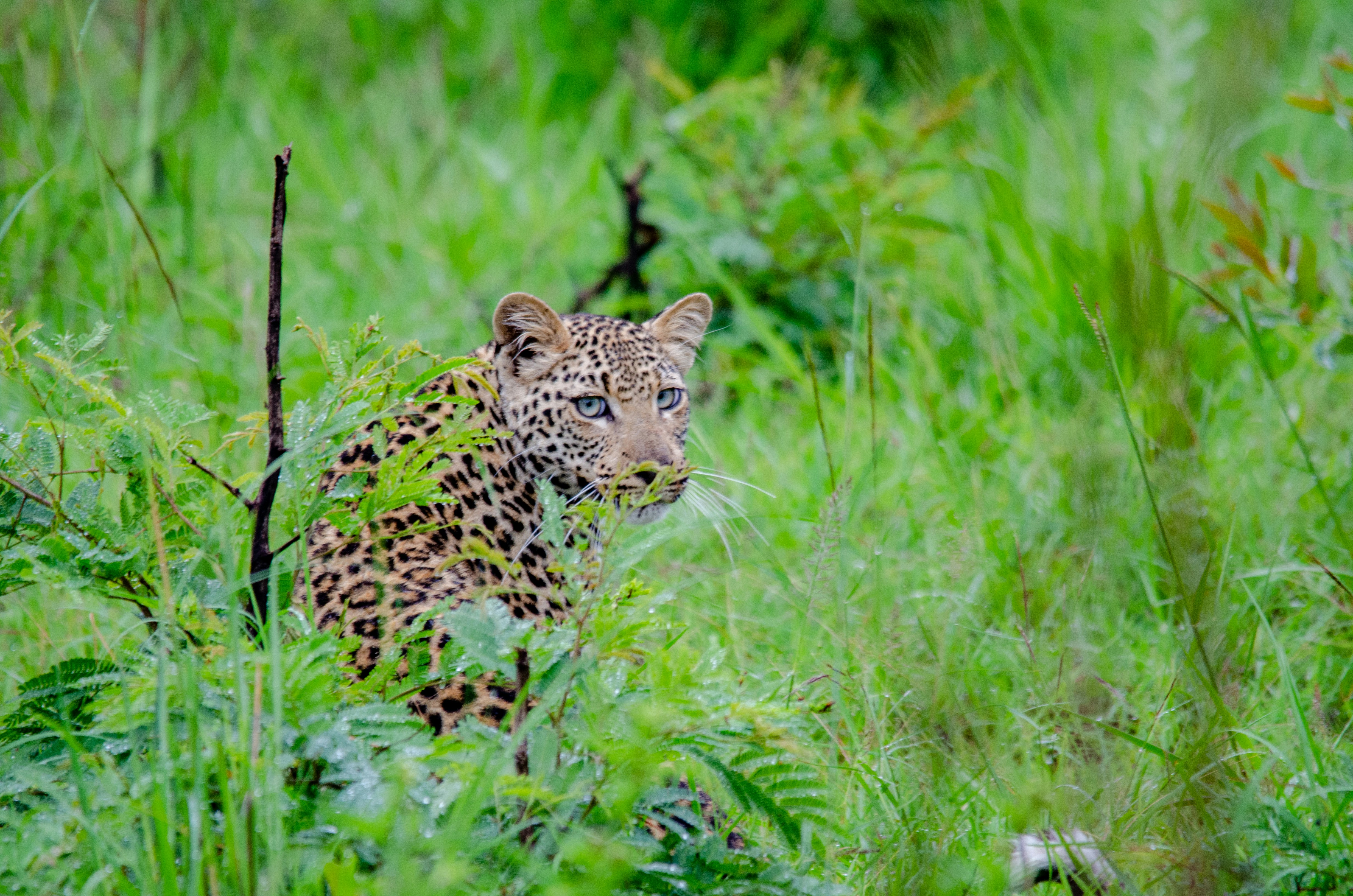 a leopard is sitting in the tall grass