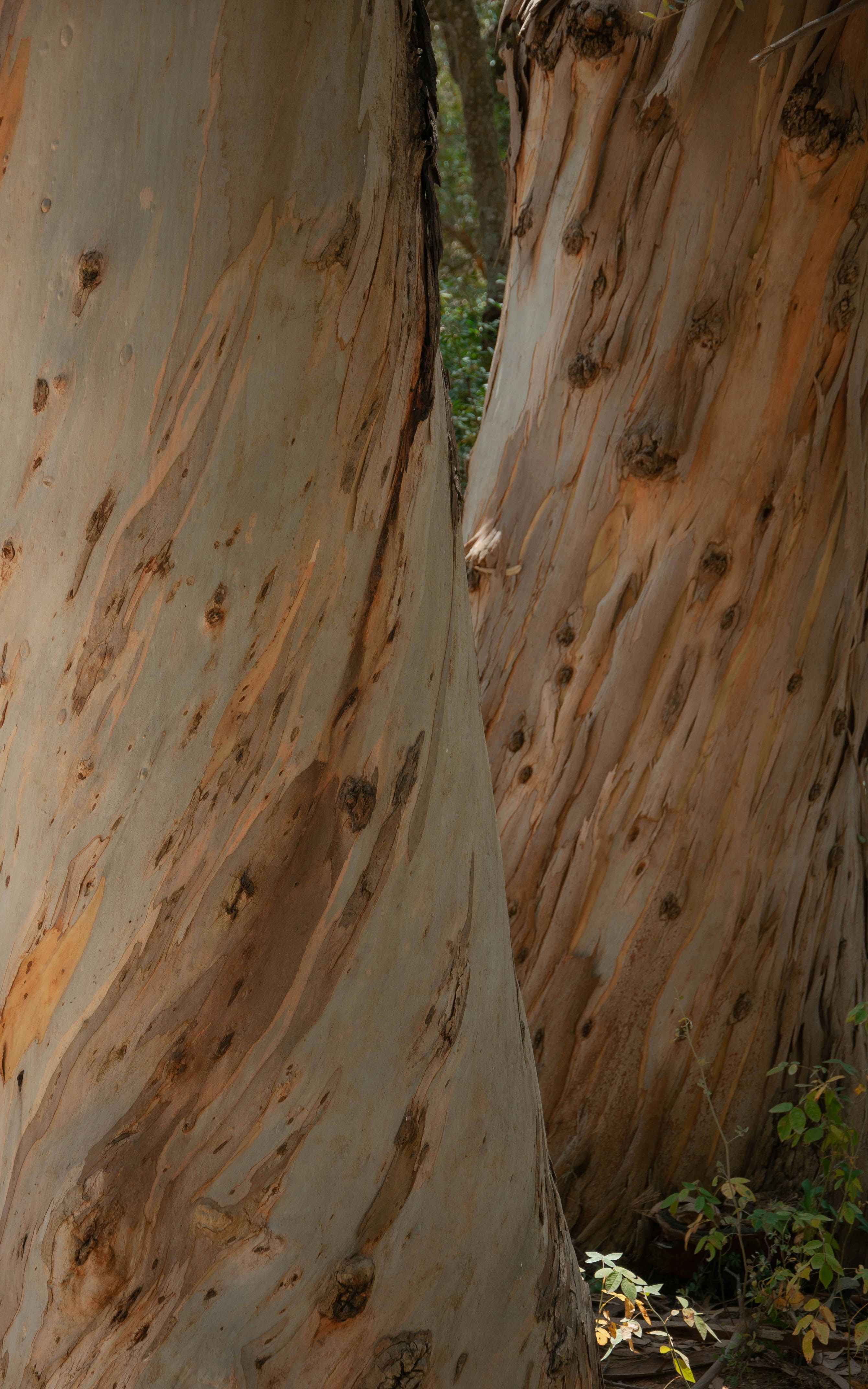 a giraffe standing in between two large trees