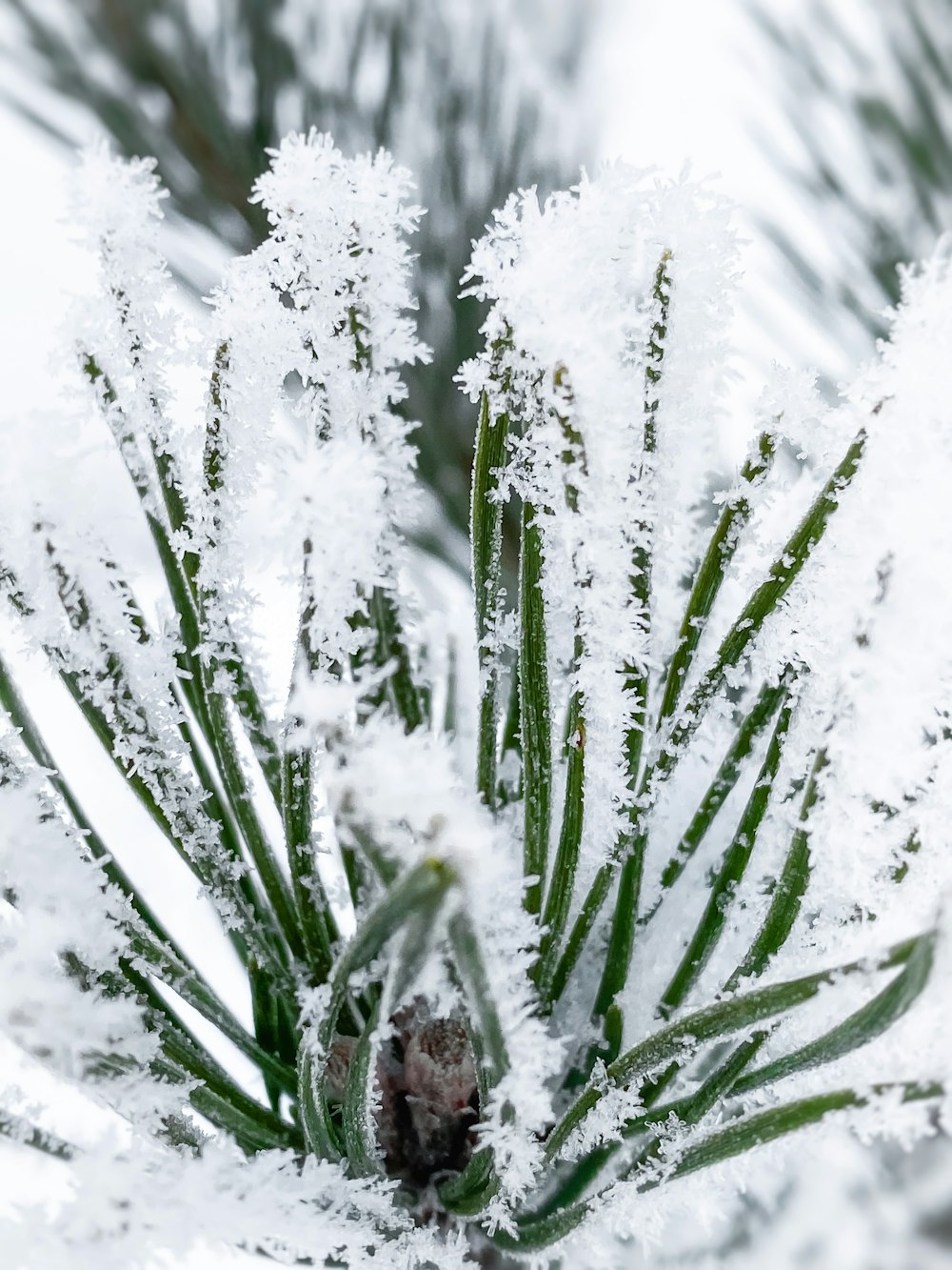 a close up of a pine tree with snow on it