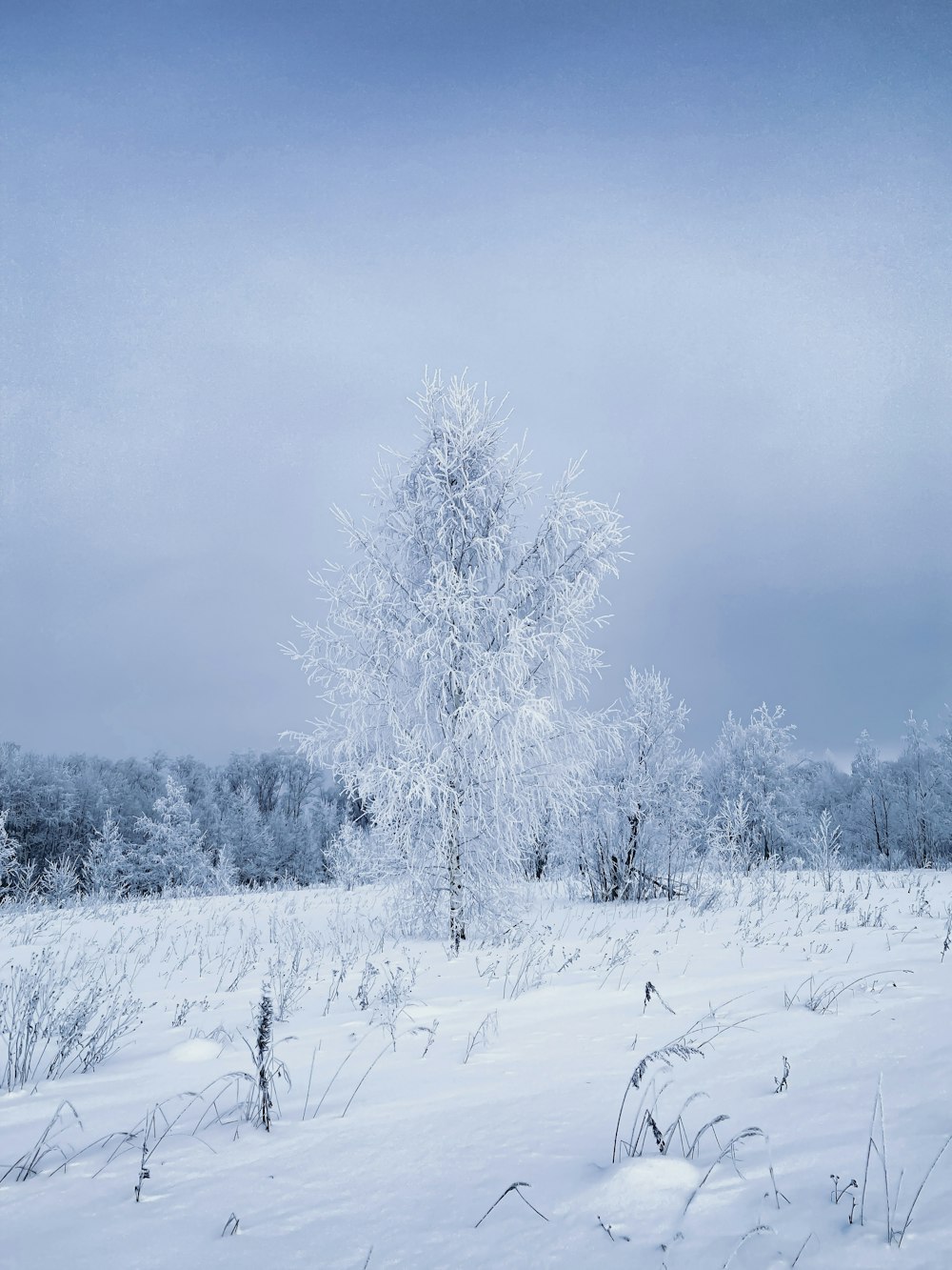 a snow covered field with a tree in the distance