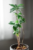 A small potted plant with multiple slender stems and vibrant green leaves. The plant sits in a white pot filled with brown pebbles. It's positioned indoors with a soft, blurred background suggesting a serene environment.