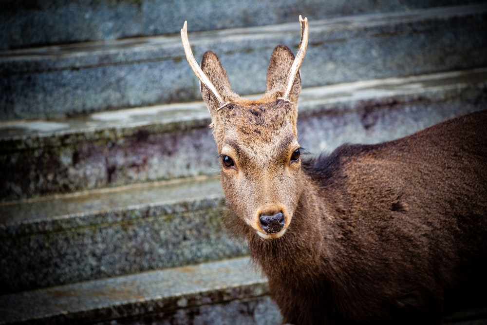 a close up of a deer near some steps
