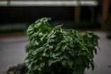 A close-up of a lush green plant on a desk.