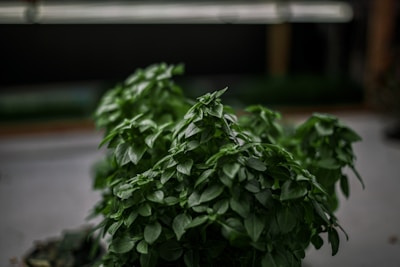 A close-up of a lush green plant on a desk.
