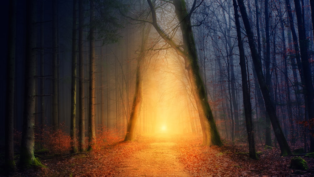 a path in the middle of a forest with a bright light coming through the trees