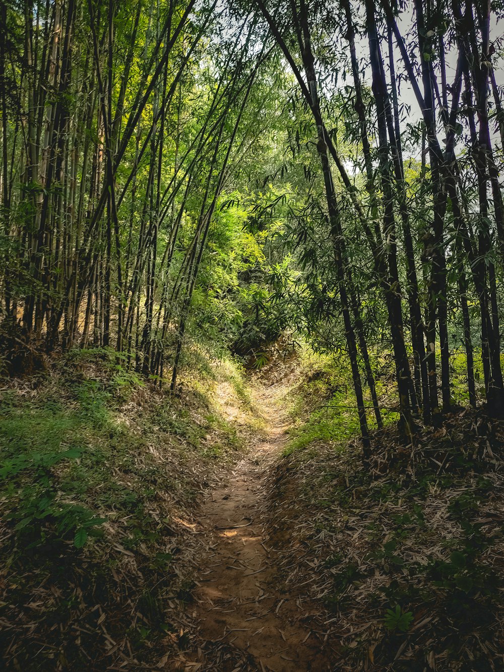 a dirt path in the middle of a forest