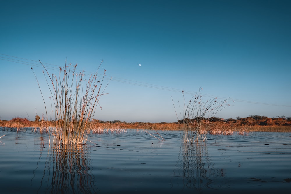 a body of water with reeds in the foreground