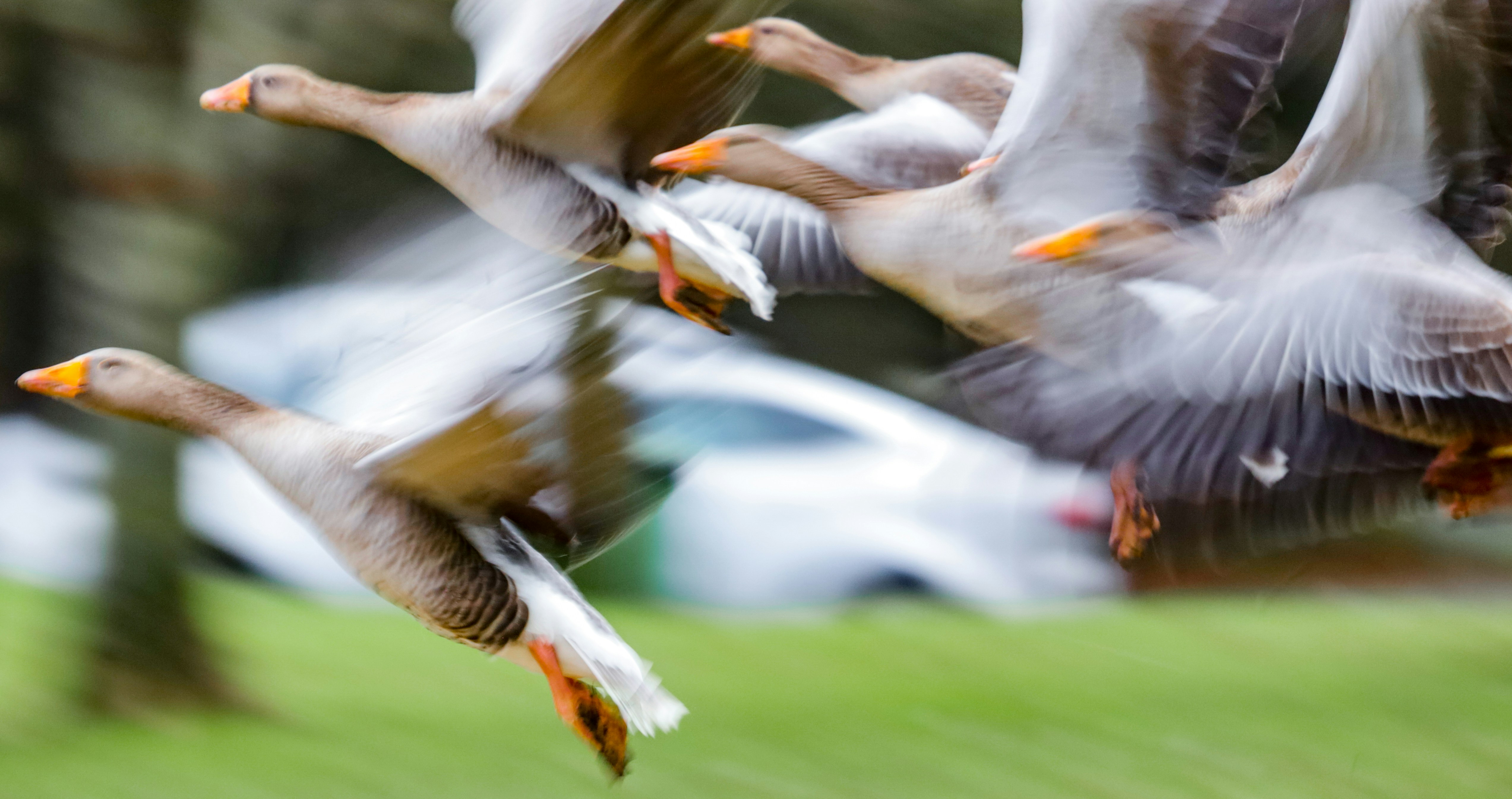 A flock of birds flying over a lush green field photo – Free Animal ...