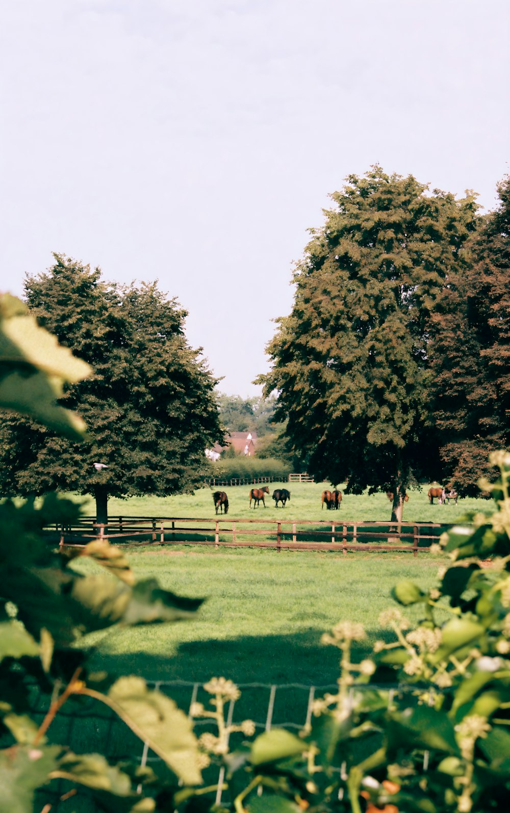 a field with horses grazing in the distance
