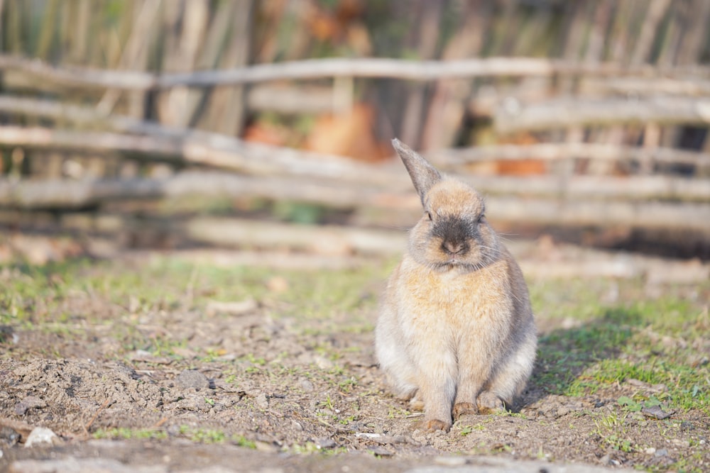 a small rabbit sitting on the ground in a fenced in area