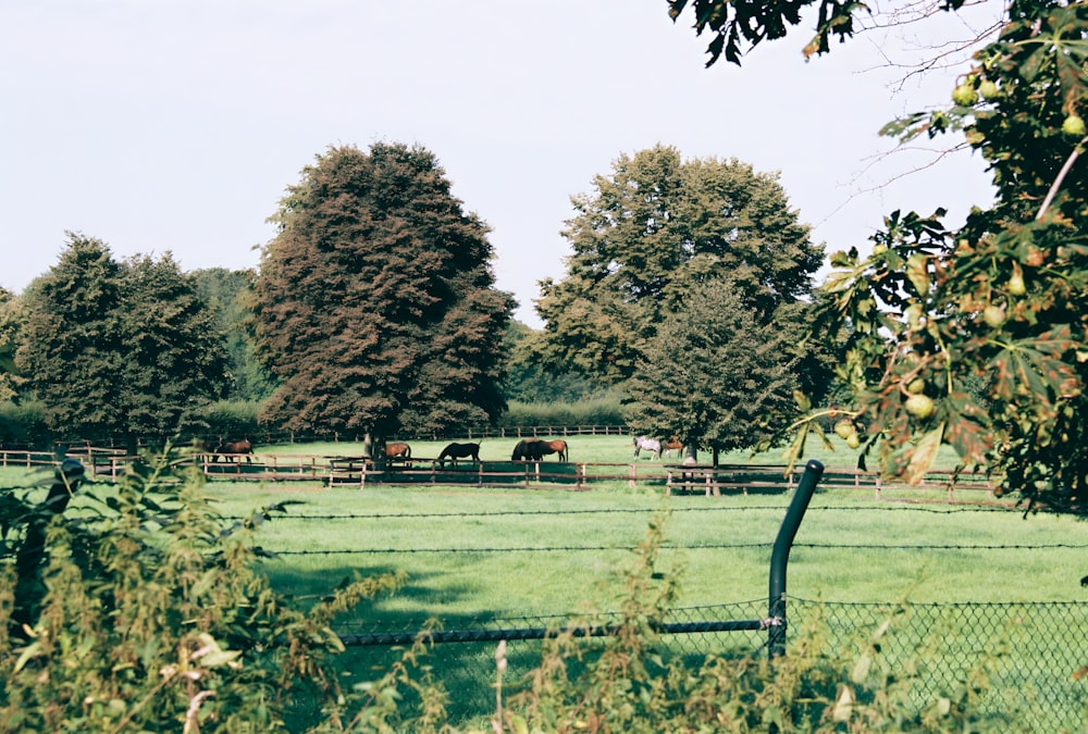 ein eingezäuntes Feld mit Pferden, die in der Ferne grasen