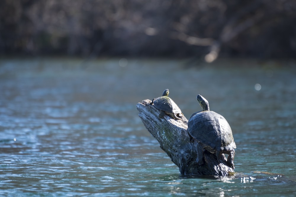 a turtle sitting on top of a log in the water