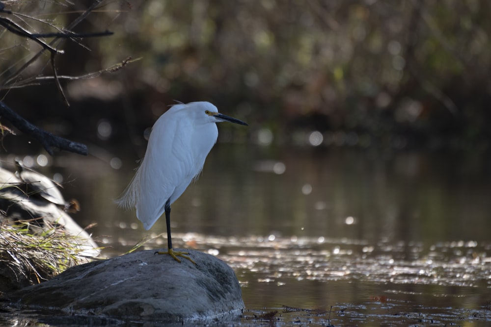 Ein weißer Vogel steht auf einem Felsen im Wasser