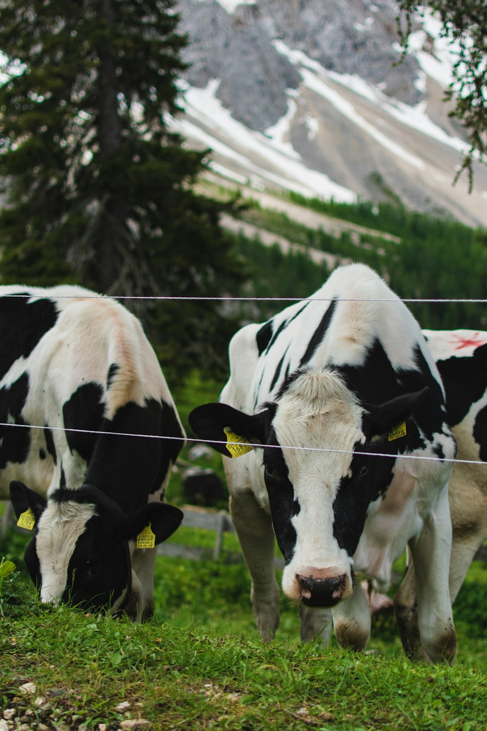 Un par de vacas que están de pie en la hierba