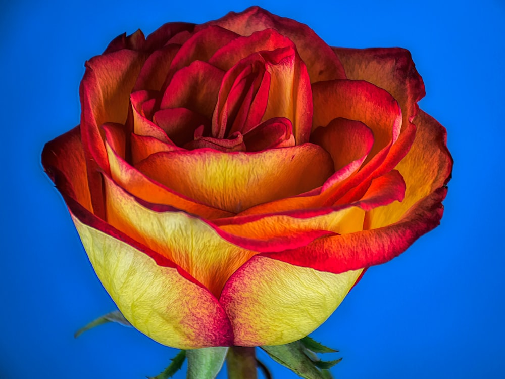 a red and yellow rose on a blue background