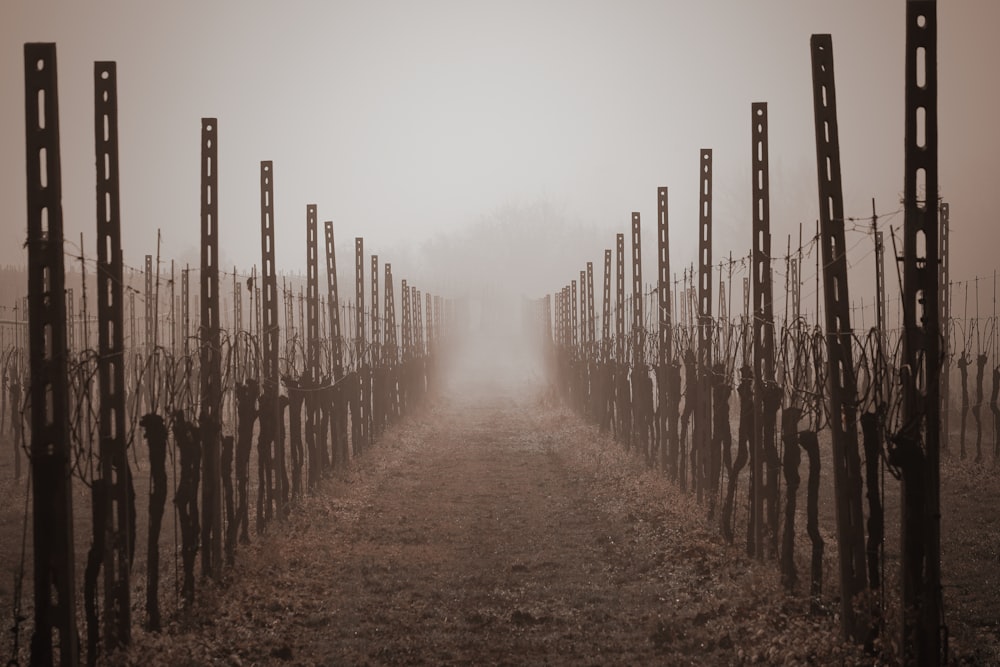 a foggy field with rows of metal poles